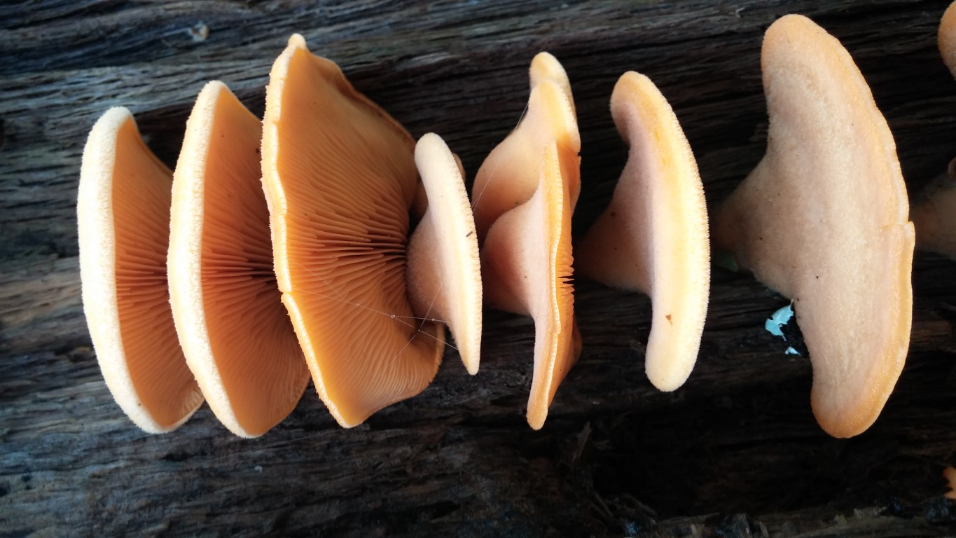 Cool mushrooms! An image of some mushrooms growing on a tree