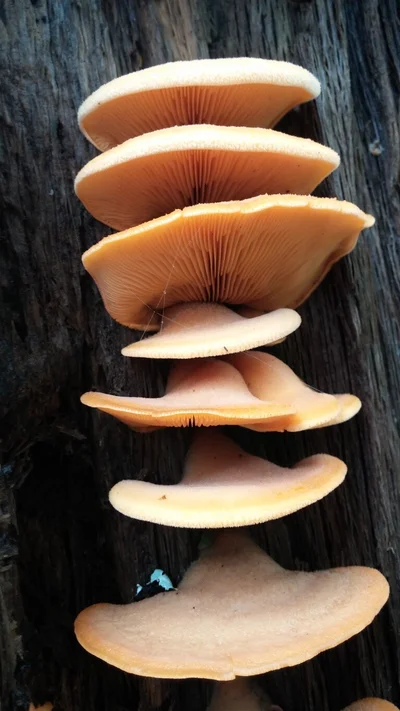 An image of some mushrooms growing on a tree